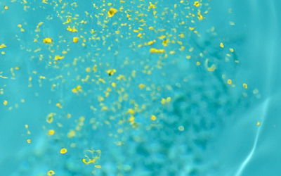 Pollen-Piscine